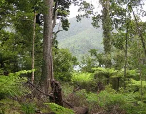 View over Endeavour Inlet from the native bush